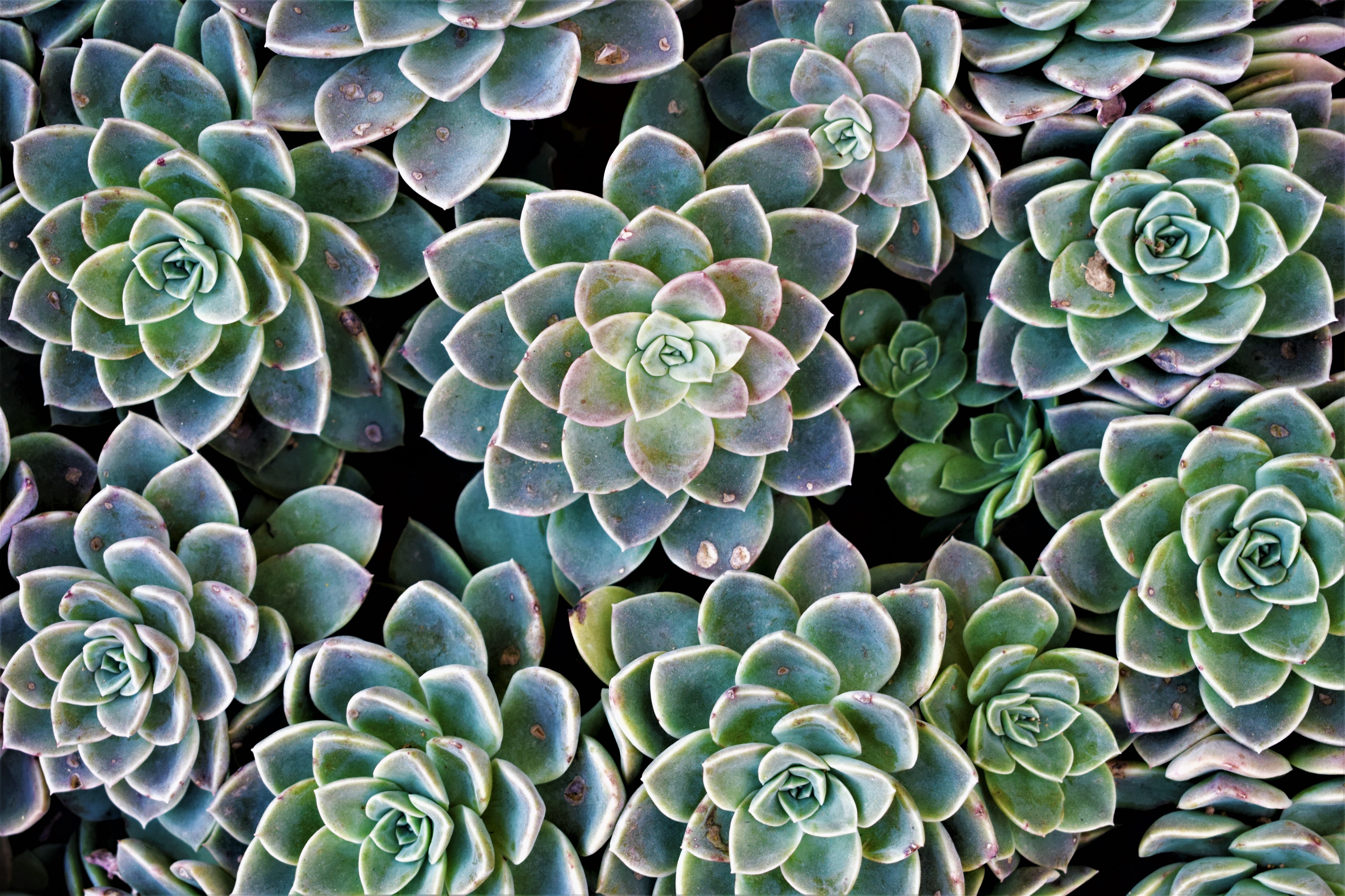 Echeveria Elegans with its perfect rosette of pale green leaves